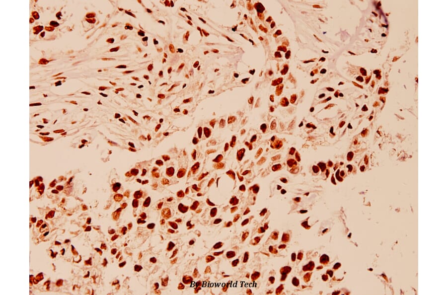 Anti-HDAC1 (E468) Antibody from Bioworld Technology (BS1160) - Antibodies.com