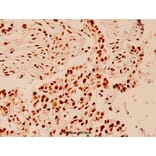 Anti-HDAC1 (E468) Antibody from Bioworld Technology (BS1160) - Antibodies.com