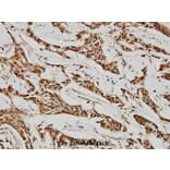 Anti-HDAC 10 (E24) Antibody from Bioworld Technology (BS1161) - Antibodies.com