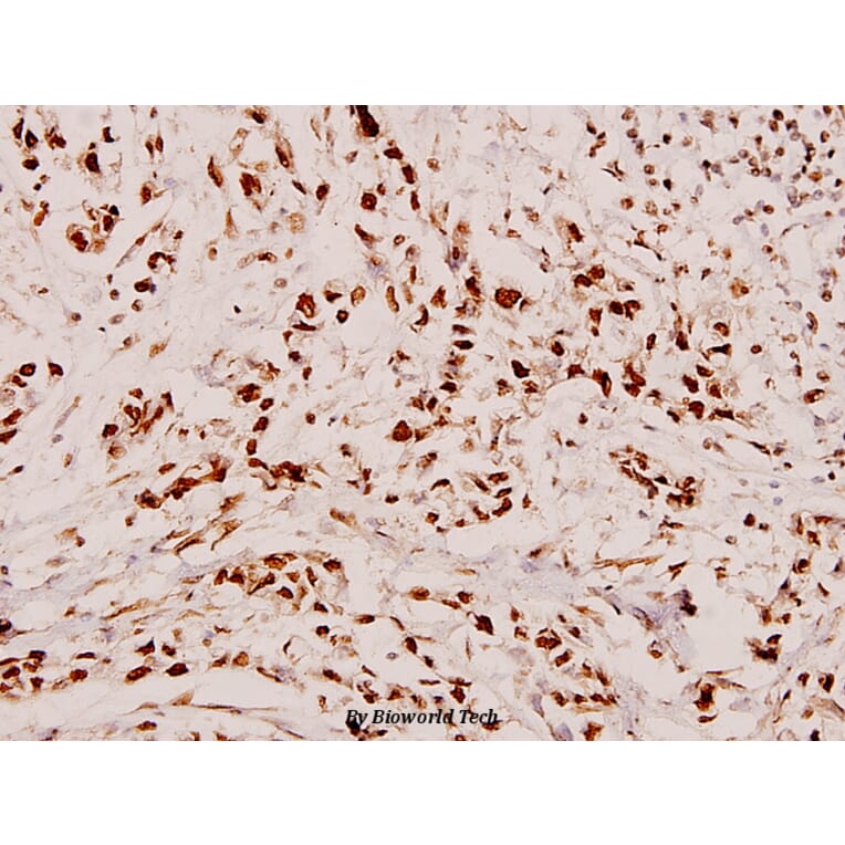 Anti-HDAC2 (D388) Antibody from Bioworld Technology (BS1162) - Antibodies.com