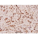 Anti-HDAC2 (D388) Antibody from Bioworld Technology (BS1162) - Antibodies.com