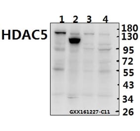 Anti-HDAC5 (E1106) Antibody from Bioworld Technology (BS1163) - Antibodies.com