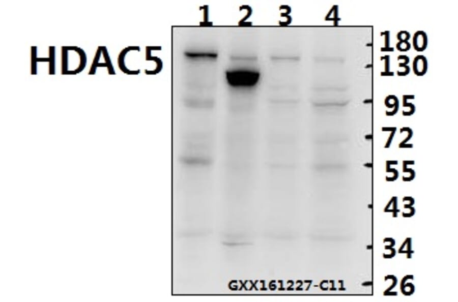 Anti-HDAC5 (E1106) Antibody from Bioworld Technology (BS1163) - Antibodies.com