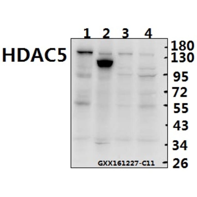Anti-HDAC5 (E1106) Antibody from Bioworld Technology (BS1163) - Antibodies.com