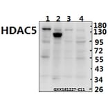 Anti-HDAC5 (E1106) Antibody from Bioworld Technology (BS1163) - Antibodies.com