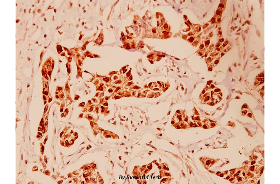 Anti-HDAC5 (E1106) Antibody from Bioworld Technology (BS1163) - Antibodies.com