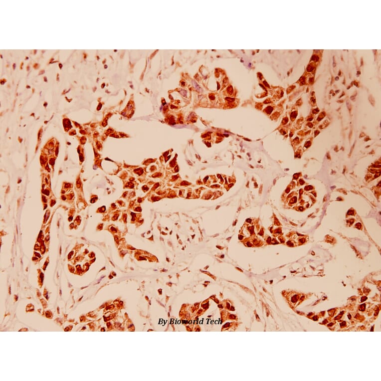 Anti-HDAC5 (E1106) Antibody from Bioworld Technology (BS1163) - Antibodies.com