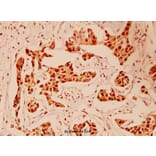 Anti-HDAC5 (E1106) Antibody from Bioworld Technology (BS1163) - Antibodies.com