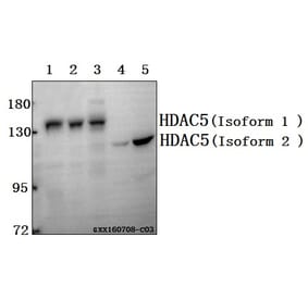Anti-HDAC5 (P492) Antibody from Bioworld Technology (BS1164) - Antibodies.com