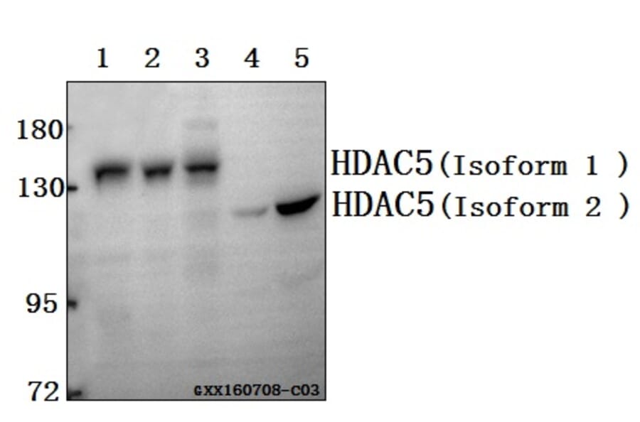 Anti-HDAC5 (P492) Antibody from Bioworld Technology (BS1164) - Antibodies.com