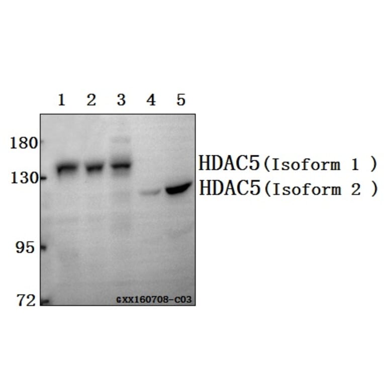 Anti-HDAC5 (P492) Antibody from Bioworld Technology (BS1164) - Antibodies.com
