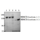 Anti-HDAC5 (P492) Antibody from Bioworld Technology (BS1164) - Antibodies.com
