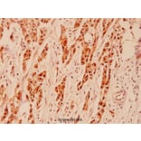 Anti-HDAC5 (P492) Antibody from Bioworld Technology (BS1164) - Antibodies.com