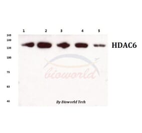 Anti-HDAC6 (H1203) Antibody from Bioworld Technology (BS1165) - Antibodies.com