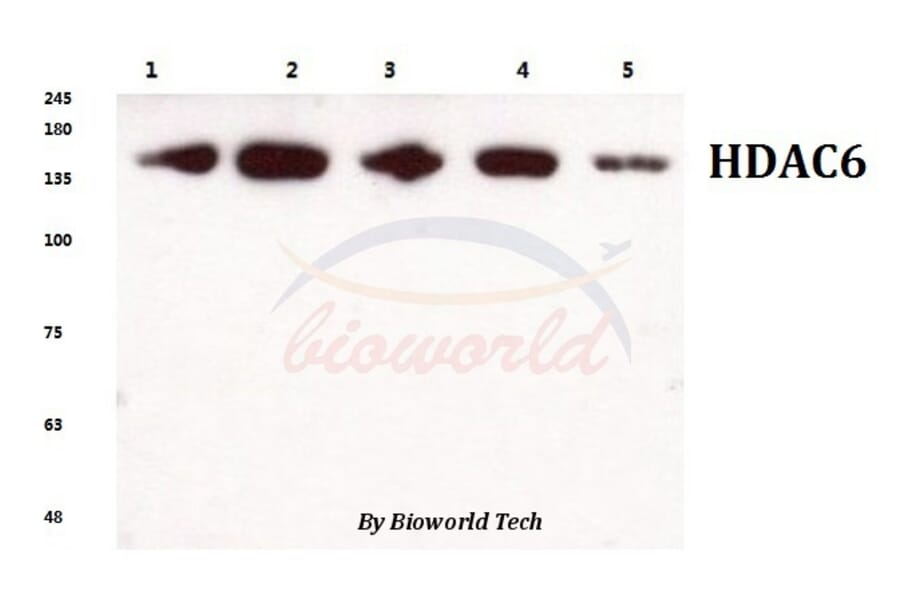 Anti-HDAC6 (H1203) Antibody from Bioworld Technology (BS1165) - Antibodies.com