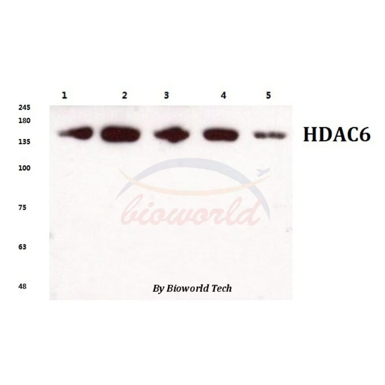 Anti-HDAC6 (H1203) Antibody from Bioworld Technology (BS1165) - Antibodies.com