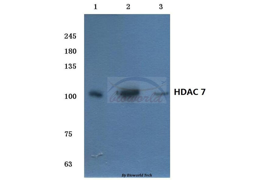 Anti-HDAC 7 (G932) Antibody from Bioworld Technology (BS1166) - Antibodies.com