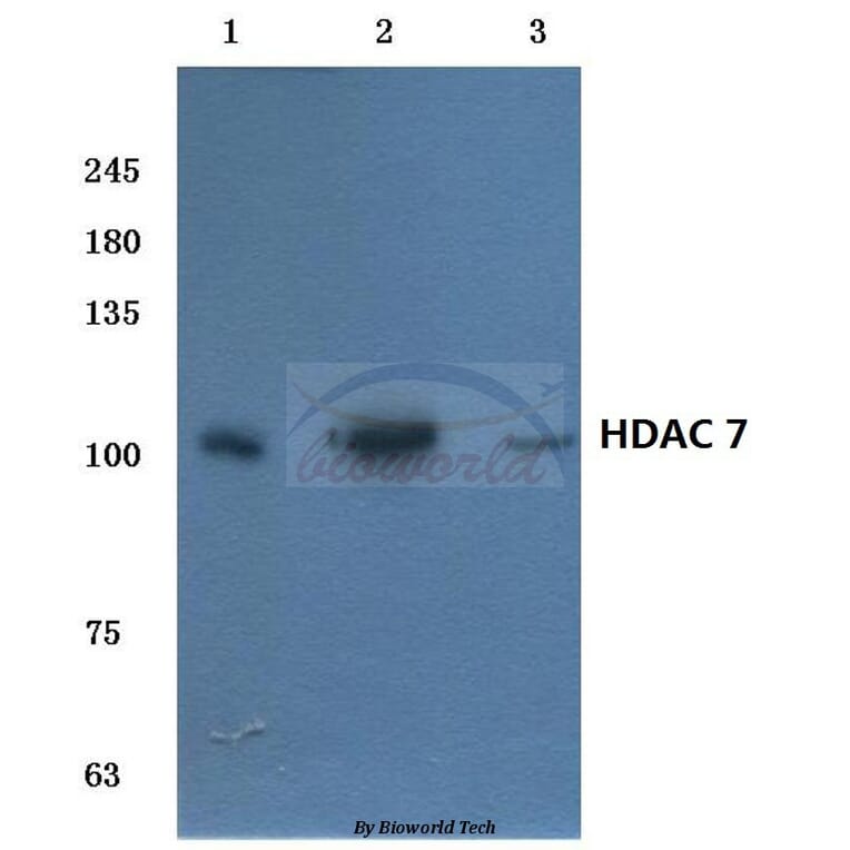 Anti-HDAC 7 (G932) Antibody from Bioworld Technology (BS1166) - Antibodies.com