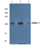 Anti-HDAC 7 (G932) Antibody from Bioworld Technology (BS1166) - Antibodies.com