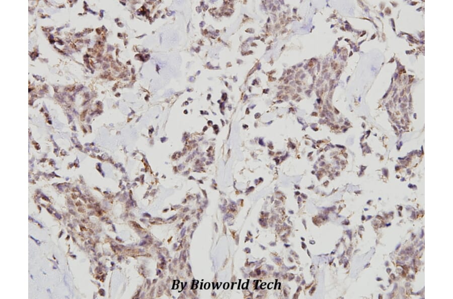 Anti-HDAC 7 (G932) Antibody from Bioworld Technology (BS1166) - Antibodies.com