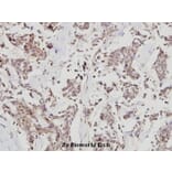 Anti-HDAC 7 (G932) Antibody from Bioworld Technology (BS1166) - Antibodies.com