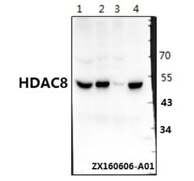 Anti-HDAC8 (K33) Antibody from Bioworld Technology (BS1167) - Antibodies.com