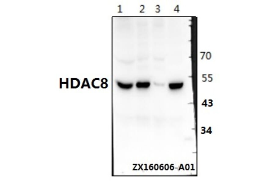 Anti-HDAC8 (K33) Antibody from Bioworld Technology (BS1167) - Antibodies.com