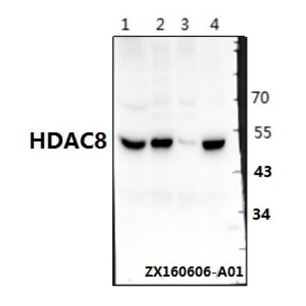 Anti-HDAC8 (K33) Antibody from Bioworld Technology (BS1167) - Antibodies.com