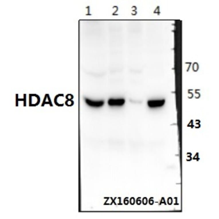 Anti-HDAC8 (K33) Antibody from Bioworld Technology (BS1167) - Antibodies.com