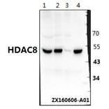 Anti-HDAC8 (K33) Antibody from Bioworld Technology (BS1167) - Antibodies.com