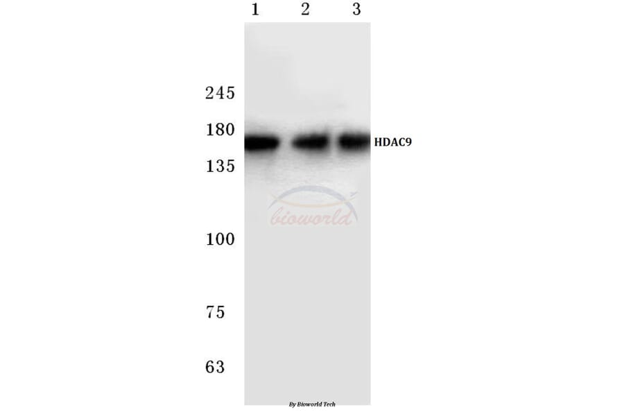 Anti-HDAC 9 (P1047) Antibody from Bioworld Technology (BS1168) - Antibodies.com
