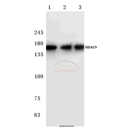 Anti-HDAC 9 (P1047) Antibody from Bioworld Technology (BS1168) - Antibodies.com