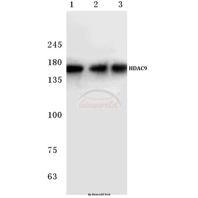 Anti-HDAC 9 (P1047) Antibody from Bioworld Technology (BS1168) - Antibodies.com