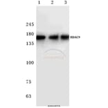 Anti-HDAC 9 (P1047) Antibody from Bioworld Technology (BS1168) - Antibodies.com