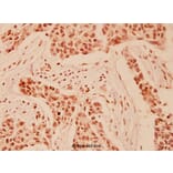 Anti-HDAC 9 (P1047) Antibody from Bioworld Technology (BS1168) - Antibodies.com