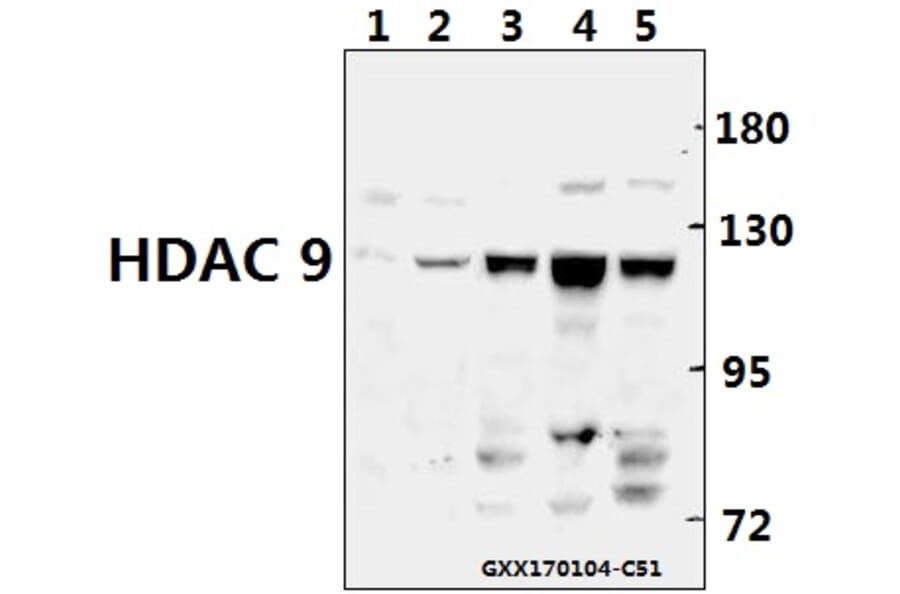 Anti-HDAC 9 (P1047) Antibody from Bioworld Technology (BS1168) - Antibodies.com