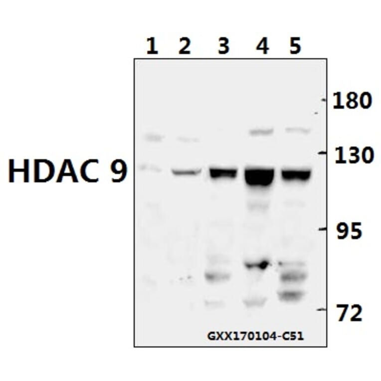 Anti-HDAC 9 (P1047) Antibody from Bioworld Technology (BS1168) - Antibodies.com