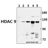 Anti-HDAC 9 (P1047) Antibody from Bioworld Technology (BS1168) - Antibodies.com