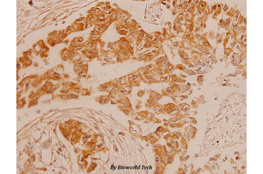 Anti-ErbB2/HER2 (T1242) Antibody from Bioworld Technology (BS1171) - Antibodies.com