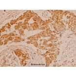 Anti-ErbB2/HER2 (T1242) Antibody from Bioworld Technology (BS1171) - Antibodies.com
