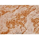 Anti-ErbB2/HER2 (D871) Antibody from Bioworld Technology (BS1172) - Antibodies.com