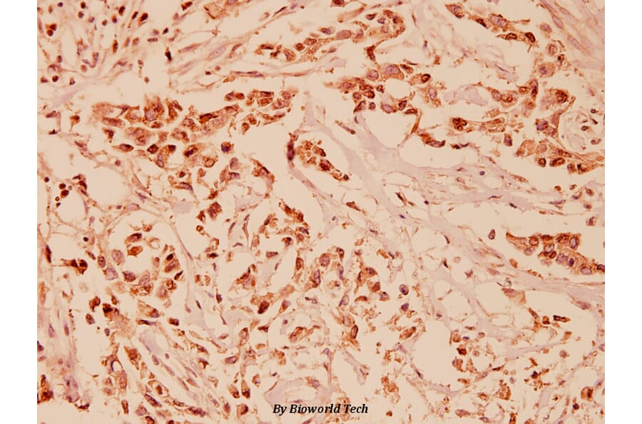 Anti-Neuregulin-1/SMDF (Y4) Antibody from Bioworld Technology (BS1173) - Antibodies.com