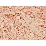 Anti-Neuregulin-1/SMDF (Y4) Antibody from Bioworld Technology (BS1173) - Antibodies.com