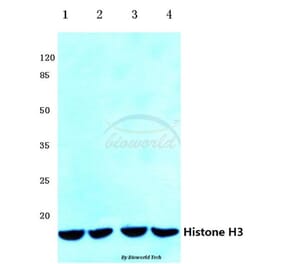 Anti-Histone H3 (K4) Antibody from Bioworld Technology (BS1174) - Antibodies.com