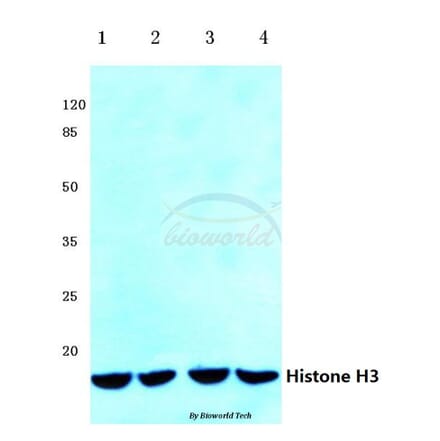 Anti-Histone H3 (K4) Antibody from Bioworld Technology (BS1174) - Antibodies.com