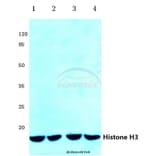 Anti-Histone H3 (K4) Antibody from Bioworld Technology (BS1174) - Antibodies.com