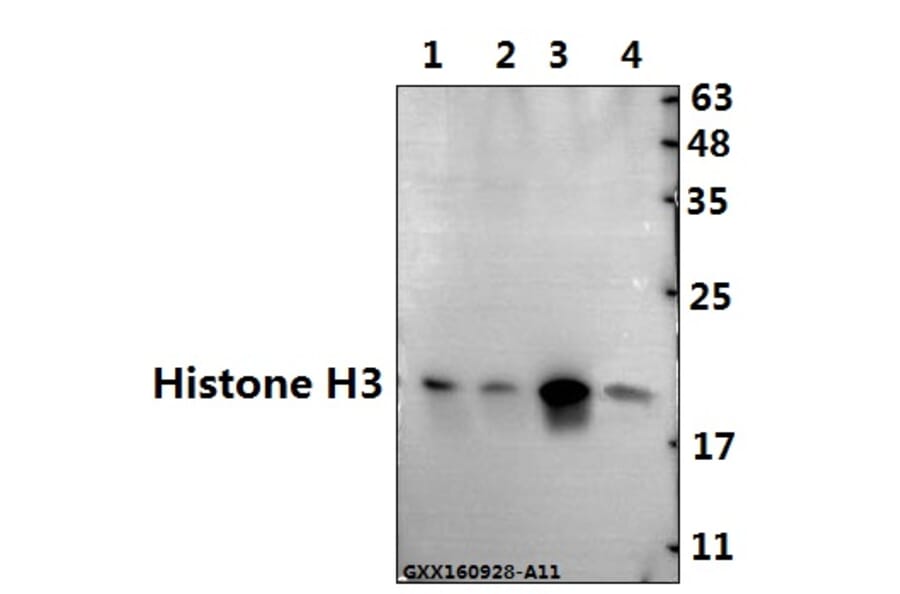 Anti-Histone H3 (K4) Antibody from Bioworld Technology (BS1174) - Antibodies.com