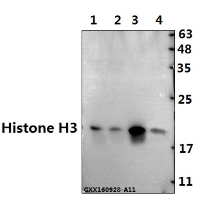 Anti-Histone H3 (K4) Antibody from Bioworld Technology (BS1174) - Antibodies.com