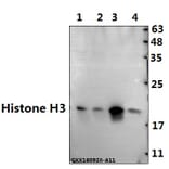 Anti-Histone H3 (K4) Antibody from Bioworld Technology (BS1174) - Antibodies.com