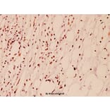 Anti-Histone H3 (K4) Antibody from Bioworld Technology (BS1174) - Antibodies.com